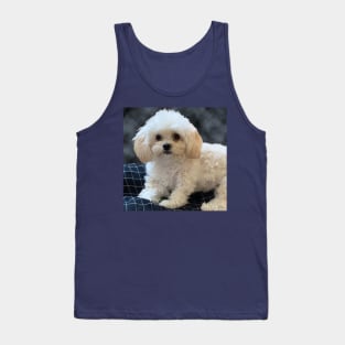 Maltipoo Love. Beautiful little dog with long silky white hair. Tank Top